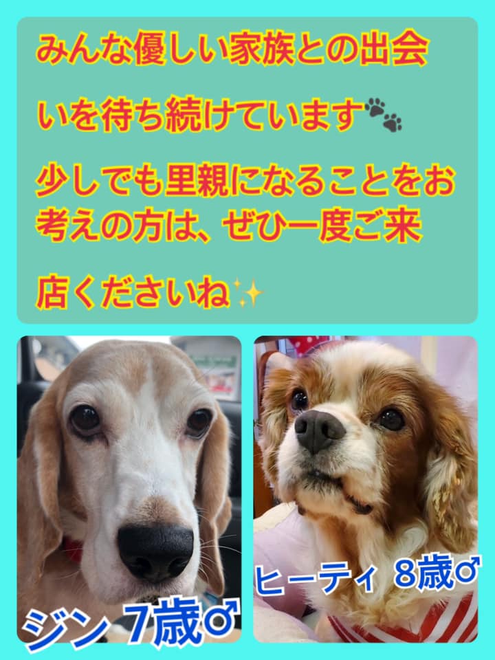 🐾今日の里親様募集中ワンコ🐶＆ニャンコ🐱メンバーです🐾2020,6,29